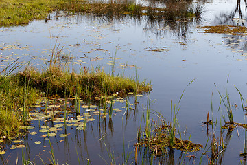 Image showing landscape in the Okavango swamps