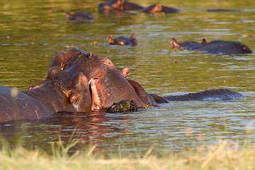 Image showing Two fighting young male hippopotamus Hippopotamus