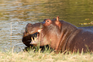 Image showing Two fighting young male hippopotamus Hippopotamus