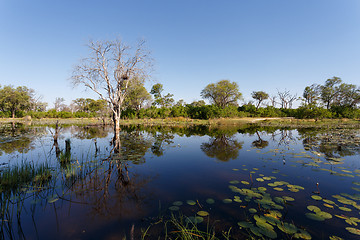 Image showing landscape in the Okavango swamps