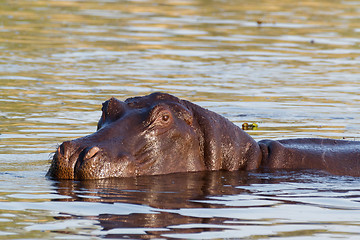 Image showing portrait of Hippo Hippopotamus Hippopotamus