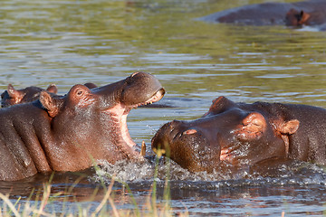 Image showing Two fighting young male hippopotamus Hippopotamus