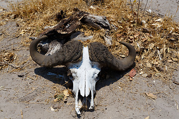 Image showing buffalo skull in Okavango delta landscape