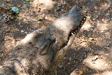 Image showing Portrait of a Nile Crocodile