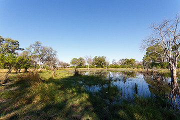 Image showing landscape in the Okavango swamps
