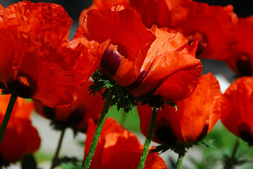 Image showing Island poppies close
