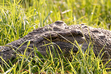 Image showing Portrait of a Nile Crocodile