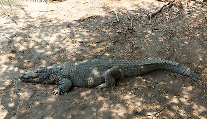 Image showing Portrait of a Nile Crocodile