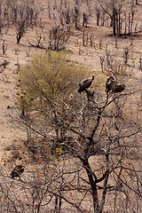 Image showing flock of White backed vulture