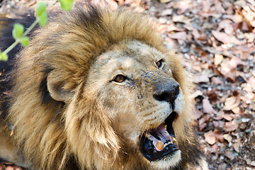 Image showing Portrait of Lion with open mouth shoving big teeth. 