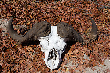 Image showing buffalo skull in Okavango delta landscape