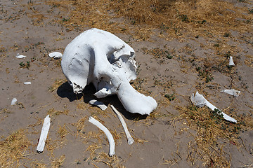 Image showing elephant skull in Okavango delta landscape