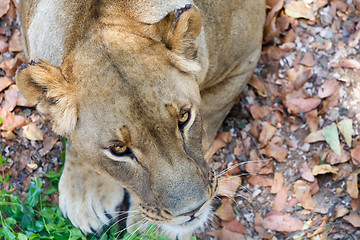 Image showing Portrait of Lion female