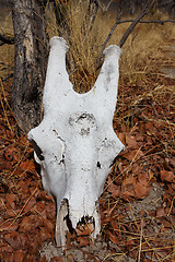 Image showing giraffe skull in Okavango delta landscape