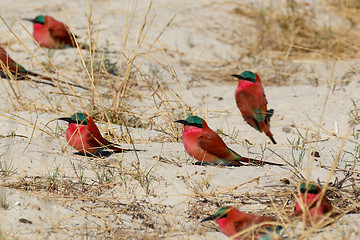 Image showing large nesting colony of Nothern Carmine Bee-eater