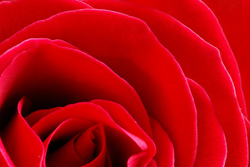 Image showing Red rose