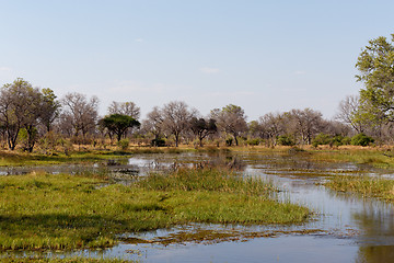 Image showing landscape in the Okavango swamps