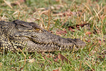 Image showing Portrait of a Nile Crocodile