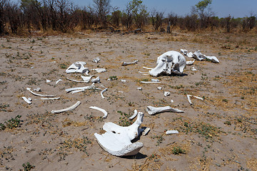 Image showing elephant bones in Okavango delta landscape