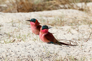 Image showing large nesting colony of Nothern Carmine Bee-eater