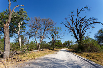 Image showing gravel road to Okavango delta Moremi park