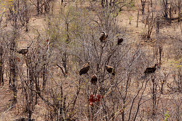 Image showing flock of White backed vulture