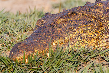 Image showing Portrait of a Nile Crocodile