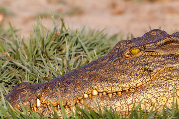 Image showing Portrait of a Nile Crocodile