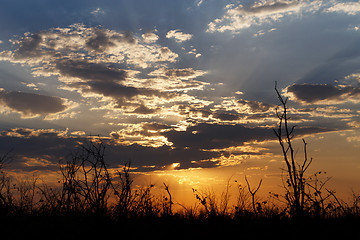 Image showing African sunset with tree in front