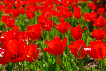 Image showing Red tulips