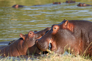 Image showing Two fighting young male hippopotamus Hippopotamus