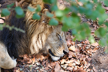 Image showing Portrait of big sleeping male Lion