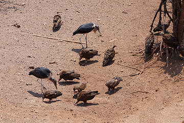 Image showing flock of White backed vulture