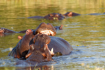 Image showing Two fighting young male hippopotamus Hippopotamus