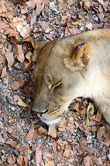 Image showing Portrait of big sleeping female Lion