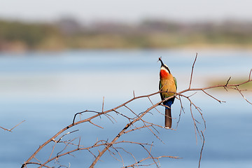 Image showing White fronted Bee-eater on tree