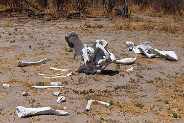 Image showing elephant bones in Okavango delta landscape