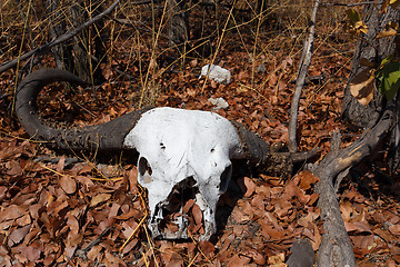 Image showing buffalo skull in Okavango delta landscape