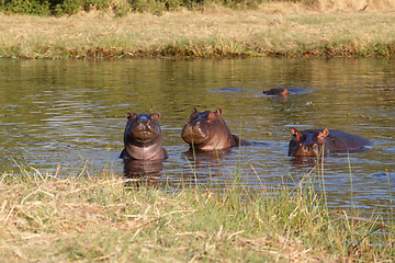 Image showing portrait of Hippo Hippopotamus Hippopotamus