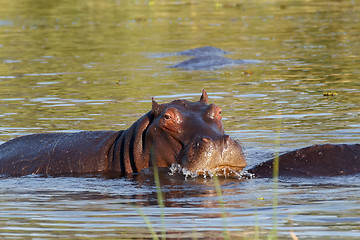 Image showing portrait of Hippo Hippopotamus Hippopotamus