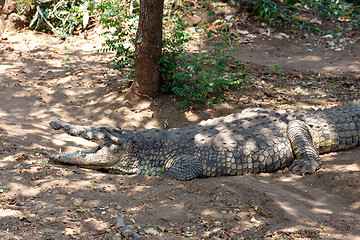 Image showing Portrait of a Nile Crocodile