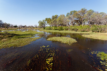 Image showing landscape in the Okavango swamps