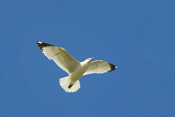 Image showing Flying bird