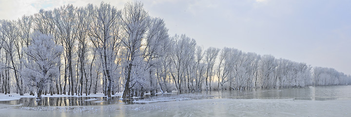 Image showing Frosty winter trees