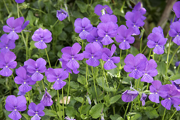 Image showing Violet flowers