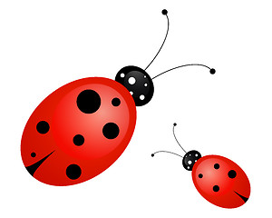 Image showing ladybug