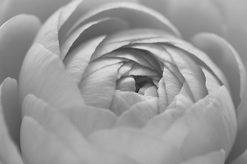 Image showing Ranunculus flower petals