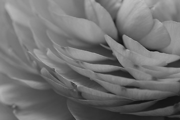 Image showing Soft ranunculus petals