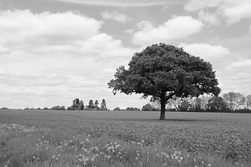 Image showing Lone oak tree in a field