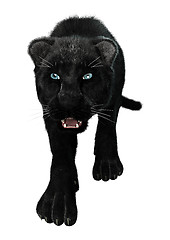 Image showing Big Cat Black Panther